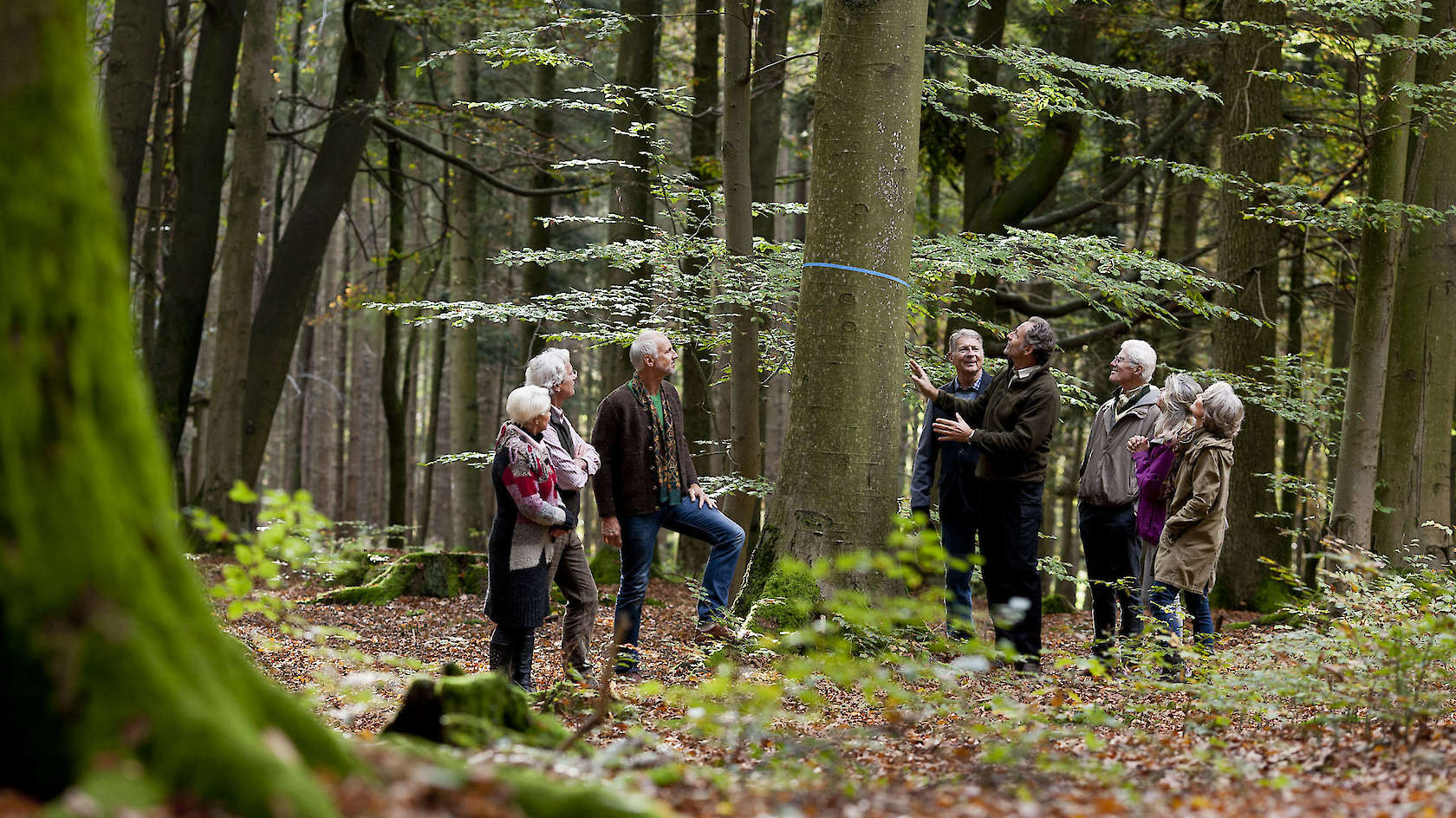 Baumarten kennenlernen